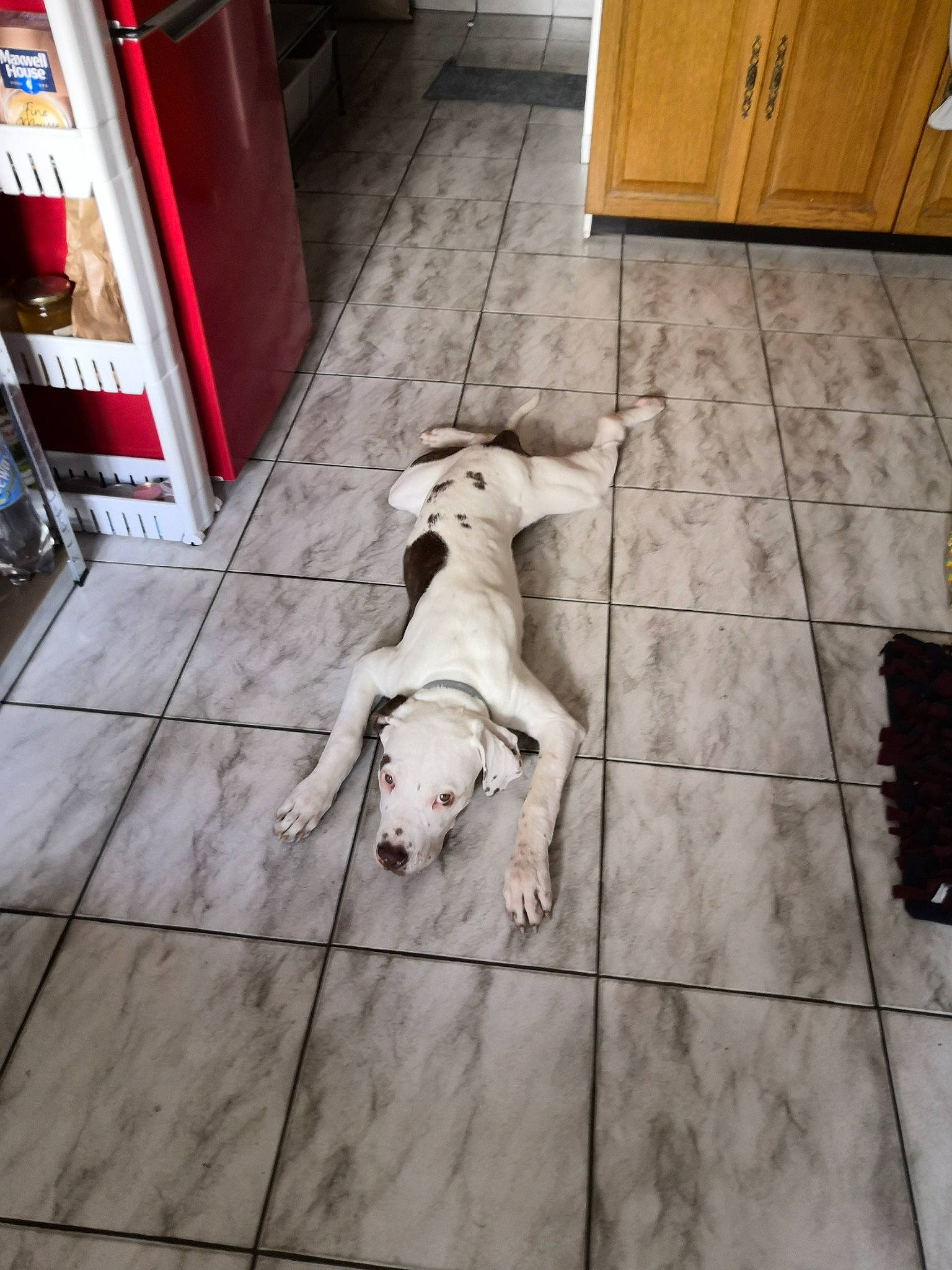 Kenya participe au concours pour gagner de l'argent avec cette photo : american_bulldog, american_pit_bull_terrier, bull_terrier, bulldog, canidae, carnivore, companion_dog, dog, dog_breed, dogo_argentino, fawn, floor, flooring, guard_dog, hardwood, non_sporting_group, pit_bull, tail, tile, wood