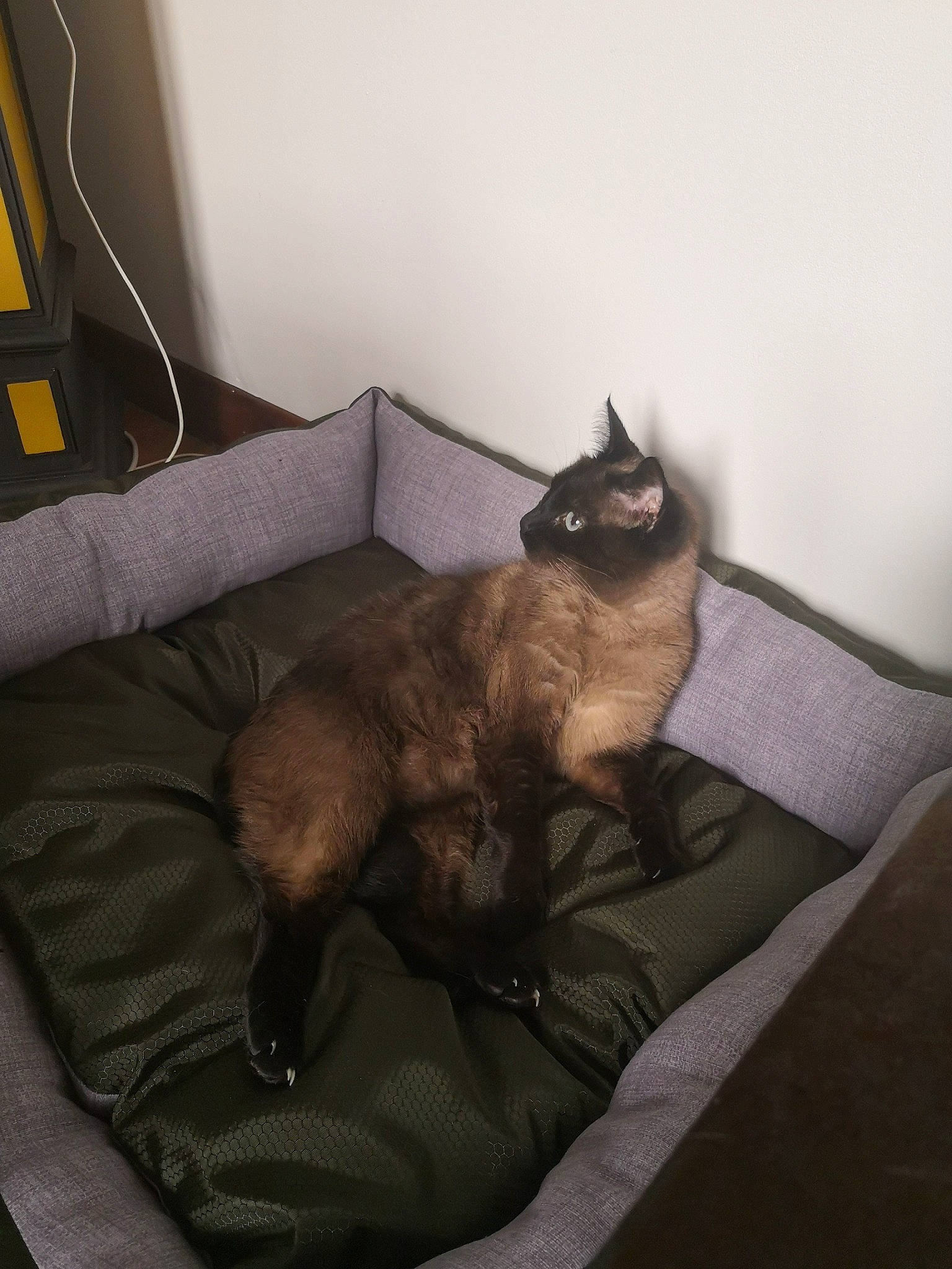 Bluebell participe au concours pour gagner de l'argent avec cette photo : balinese, burmese, carnivore, cat, comfort, fawn, felidae, furniture, nap, room, siamese, small_to_medium_sized_cats, tail, thai, tonkinese, whiskers