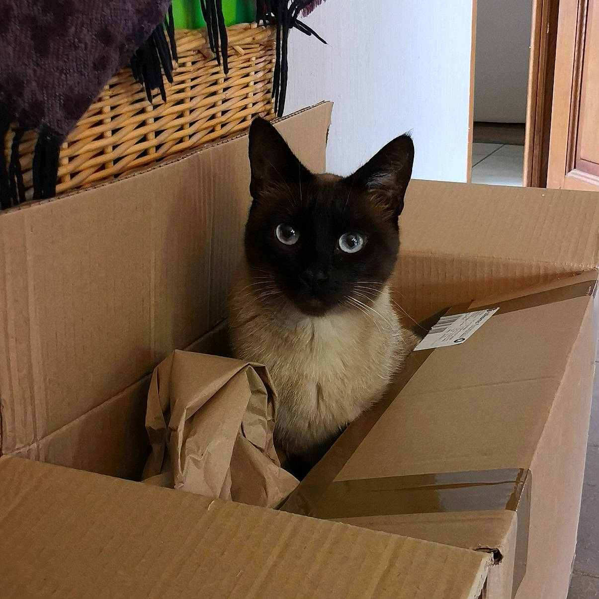 Bluebell participe au concours pour gagner de l'argent avec cette photo : asian, balinese, birman, box, burmese, cardboard, carnivore, cat, domestic_short_haired_cat, fawn, felidae, mammal, ojos_azules, packaging_and_labeling, siamese, small_to_medium_sized_cats, snowshoe, thai, tonkinese, whiskers