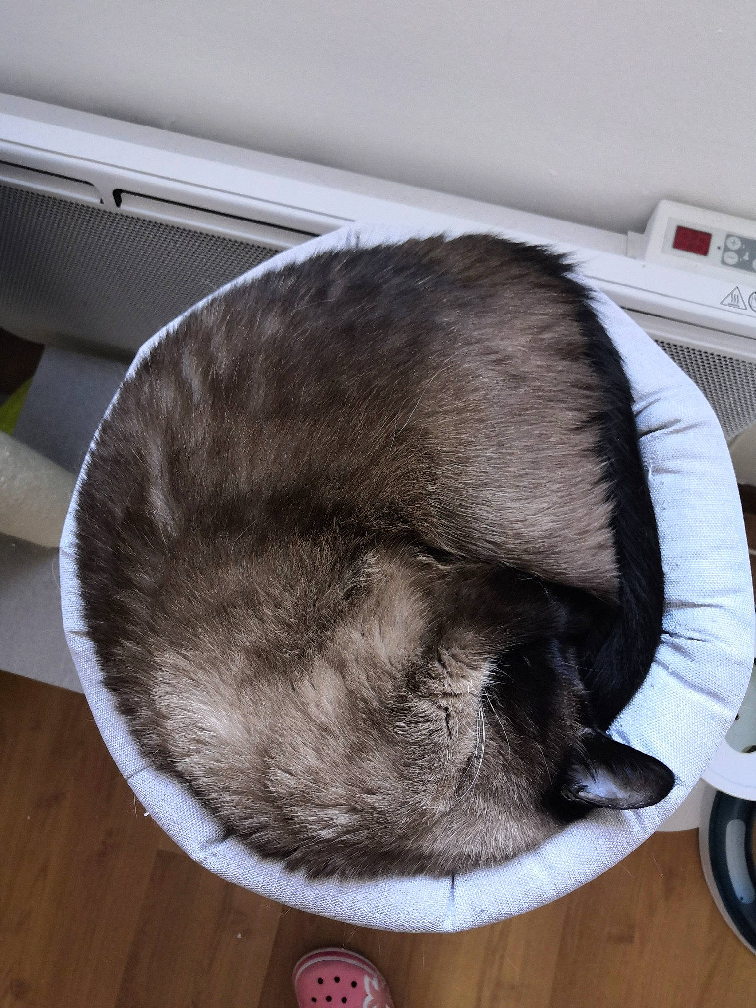 Bluebell participe au concours pour gagner de l'argent avec cette photo : carnivore, cat, cat_bed, cat_supply, ear, fawn, fur, nap, tail