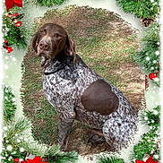 Abe joined the competition — help win amazing prizes! dog, outdoor, grass, brown, white, speckled, collar, sitting, portrait, christmas, holiday, poinsettia, pine_branch, pine_cone, berries, festive, nature, animal, pet, winter