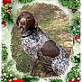 dog, outdoor, grass, brown, white, speckled, collar, sitting, portrait, christmas, holiday, poinsettia, pine_branch, pine_cone, berries, festive, nature, animal, pet, winter