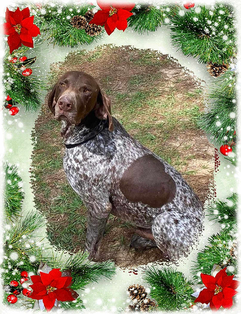 Abe joined the competition — help win amazing prizes! dog, outdoor, grass, brown, white, speckled, collar, sitting, portrait, christmas, holiday, poinsettia, pine_branch, pine_cone, berries, festive, nature, animal, pet, winter