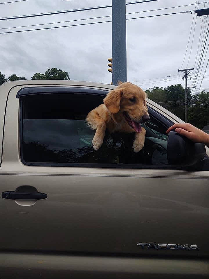 Bill joined the competition — help win amazing prizes! automotive_exterior, automotive_mirror, automotive_side_view_mirror, automotive_window_part, canidae, carnivore, companion_dog, dog, dog_breed, glass, hood, light_commercial_vehicle, liver, rear_view_mirror, snout, sporting_group, vehicle_door, vertebrate, windscreen_wiper, windshield