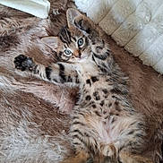 Benny joined the competition — help win amazing prizes! kitten, cat, furry, pet, animal, cute, fluffy, stretching, paws, blanket, soft, relaxing, cozy, indoor, portrait, tabby, young, whiskers, playful, sleepy
