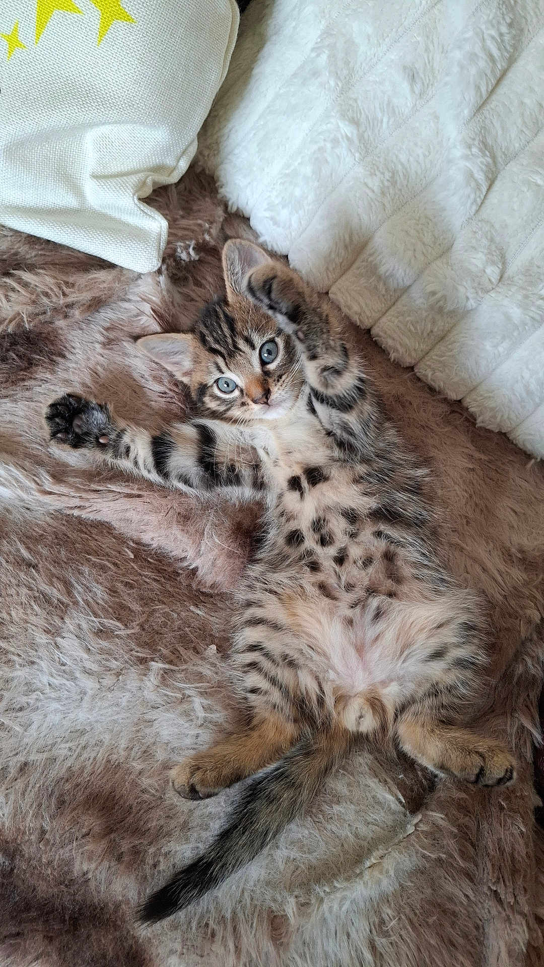 Benny joined the competition — help win amazing prizes! kitten, cat, furry, pet, animal, cute, fluffy, stretching, paws, blanket, soft, relaxing, cozy, indoor, portrait, tabby, young, whiskers, playful, sleepy