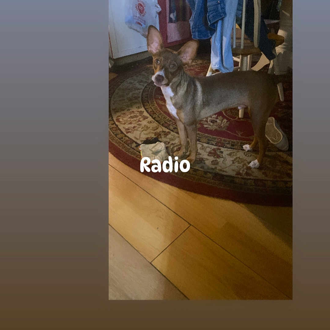 Radio