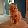 cat, orange_cat, fluffy, feline, pet, indoor, stool, cushion, floor, tile_floor, wall_art, teal_wall, home_interior, door, curious, sitting, animal, domestic_animal, portrait, furnishing