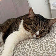 Teddy is registered to the contest to win money with this photo: cat, tabby_cat, sleeping_cat, bed, bedding, pillow, paw, whiskers, white_paws, close_up, indoor, cozy, nap, pet, domestic_cat, patterned_sheet, bedroom, relaxed, fur, animal