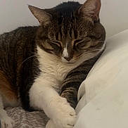 Maeve is registered to the contest to win money with this photo: cat, tabby_cat, sleeping, paws, whiskers, indoor, bed, pillow, blanket, white_wall, close_up, pet, feline, cozy, relaxed, domestic_cat, striped, portrait, resting, crossed_paws