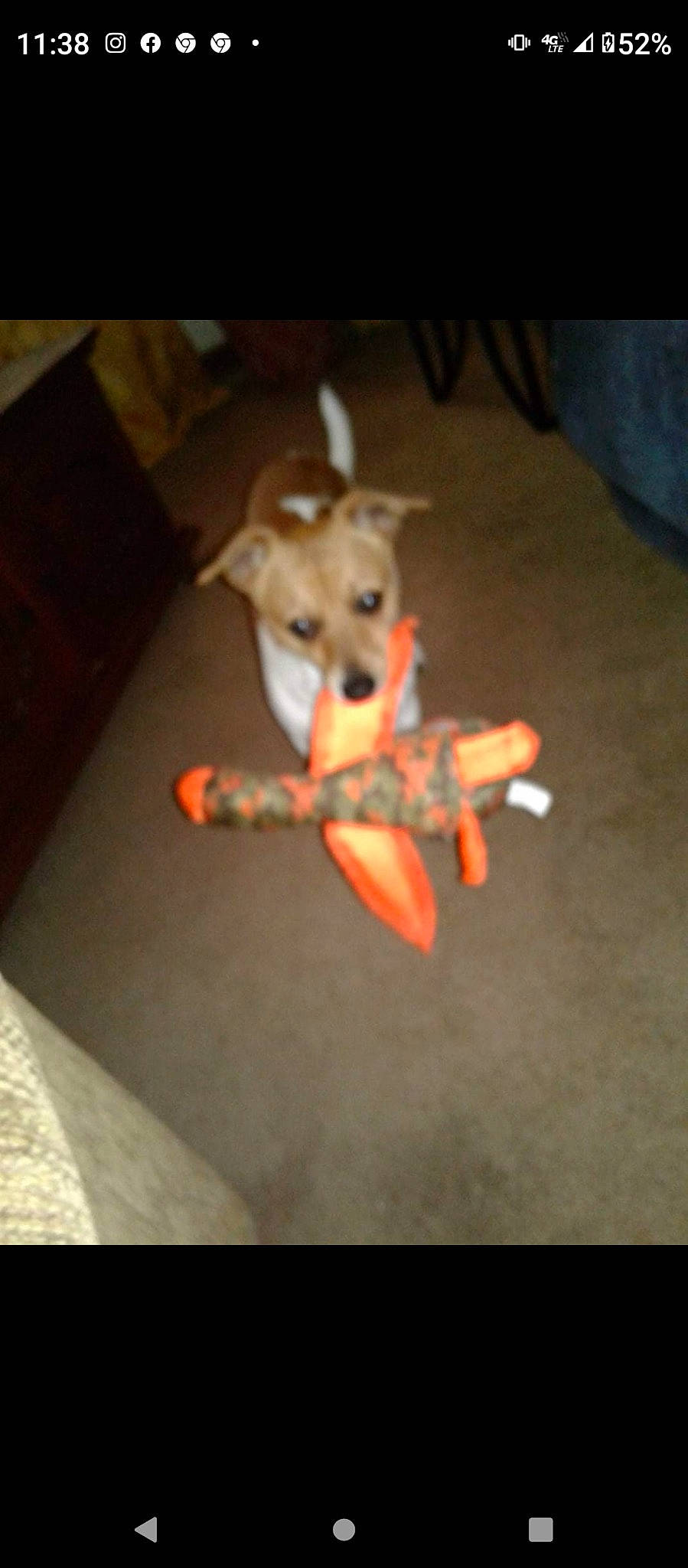 Harvey is registered to the contest to win money with this photo: canidae, carmine, carnivore, companion_dog, darkness, dog, dog_breed, dog_clothes, fawn, flooring, fun, fur, snout, sporting_group, still_life_photography, tail, toy_dog, wing, wood, working_animal