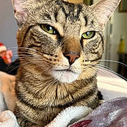 Asher is registered to the contest to win money with this photo: cat, tabby, close_up, green_eyes, whiskers, fur, animal, pet, indoor, blanket, cozy, relaxed, portrait, feline, cute, mammal, domestic, soft_light, resting, focused