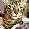 cat, tabby, close_up, green_eyes, whiskers, fur, animal, pet, indoor, blanket, cozy, relaxed, portrait, feline, cute, mammal, domestic, soft_light, resting, focused