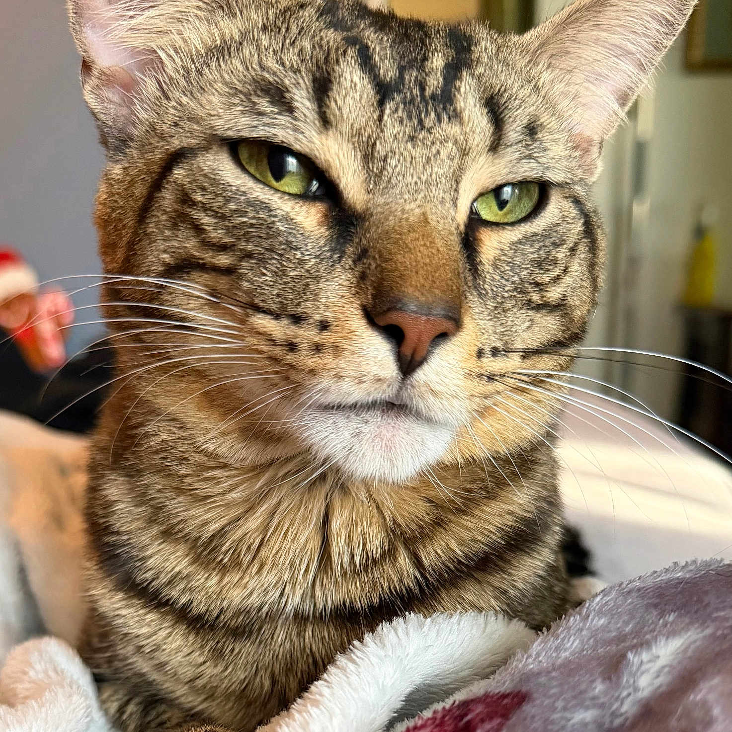 Asher is registered to the contest to win money with this photo: cat, tabby, close_up, green_eyes, whiskers, fur, animal, pet, indoor, blanket, cozy, relaxed, portrait, feline, cute, mammal, domestic, soft_light, resting, focused