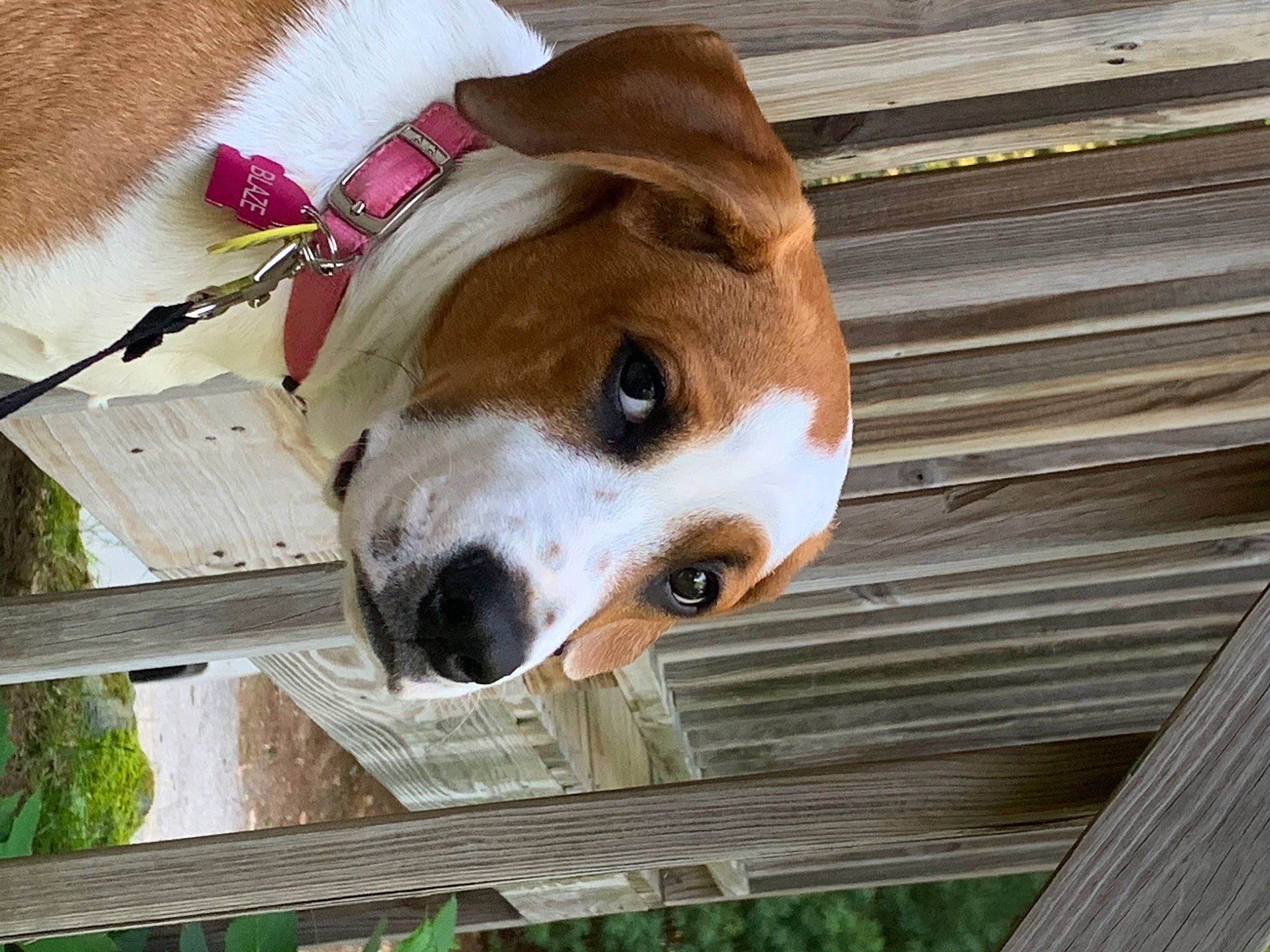 Blaze is registered to the contest to win money with this photo: canidae, carnivore, collar, companion_dog, dog, dog_breed, dog_collar, dog_supply, fawn, fence, fur, non_sporting_group, pet_supply, snout, sporting_group, whiskers, wood, working_animal