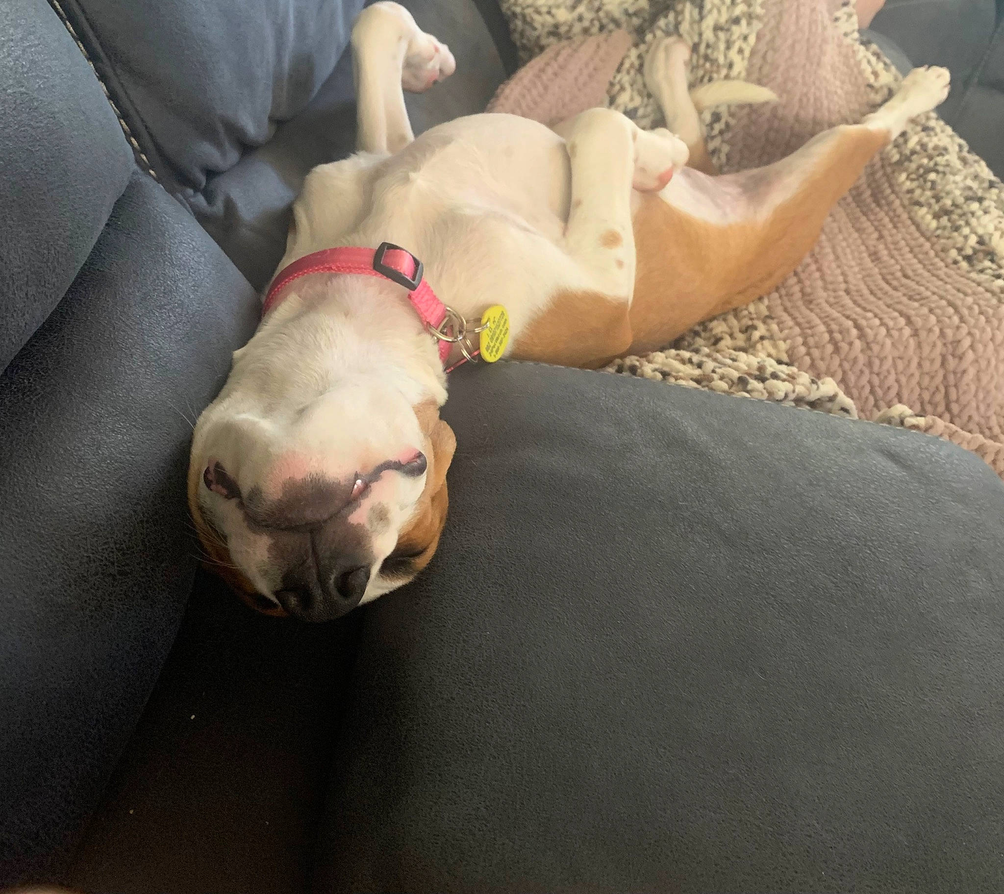 Blaze is registered to the contest to win money with this photo: bedding, canidae, carnivore, comfort, companion_dog, couch, dog, dog_breed, dog_supply, fawn, fur, linens, nap, paw, sleep, snout, sporting_group, tail, toy_dog, working_animal