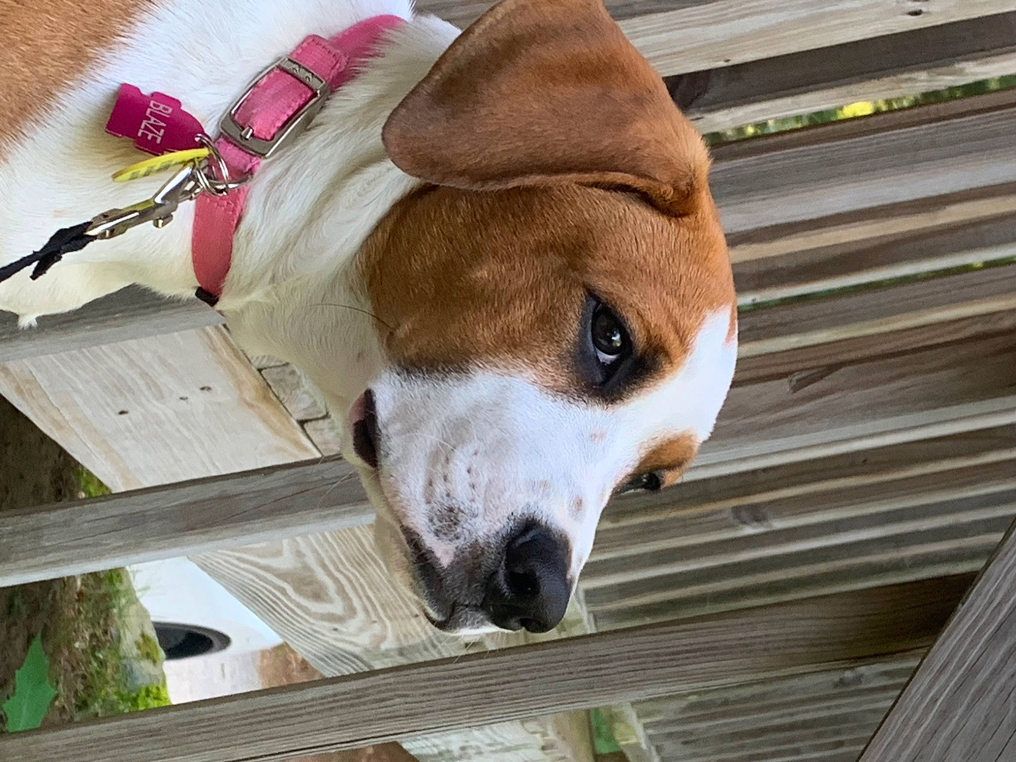 Blaze is registered to the contest to win money with this photo: canidae, carnivore, collar, companion_dog, dog, dog_breed, dog_collar, dog_supply, fashion_accessory, fawn, fedora, fur, hat, non_sporting_group, pet_supply, snout, sporting_group, whiskers, wood, working_animal