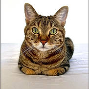 Rafa participe au concours pour gagner de l'argent avec cette photo : cat, tabby, green_eyes, whiskers, loaf, pet, animal, feline, close_up, fur, ears, nose, indoor, resting, cute, domestic_cat, portrait, white_background, bed, relaxed