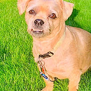 Tyson is registered to the contest to win money with this photo: dog, pet, animal, outdoor, grass, lawn, portrait, sitting, harness, leash, collar, brown_fur, small_dog, floppy_ears, face, eyes, nose, mouth, sunlight, garden