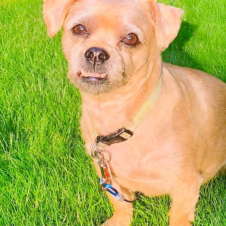 Tyson is registered to the contest to win money with this photo: dog, pet, animal, outdoor, grass, lawn, portrait, sitting, harness, leash, collar, brown_fur, small_dog, floppy_ears, face, eyes, nose, mouth, sunlight, garden