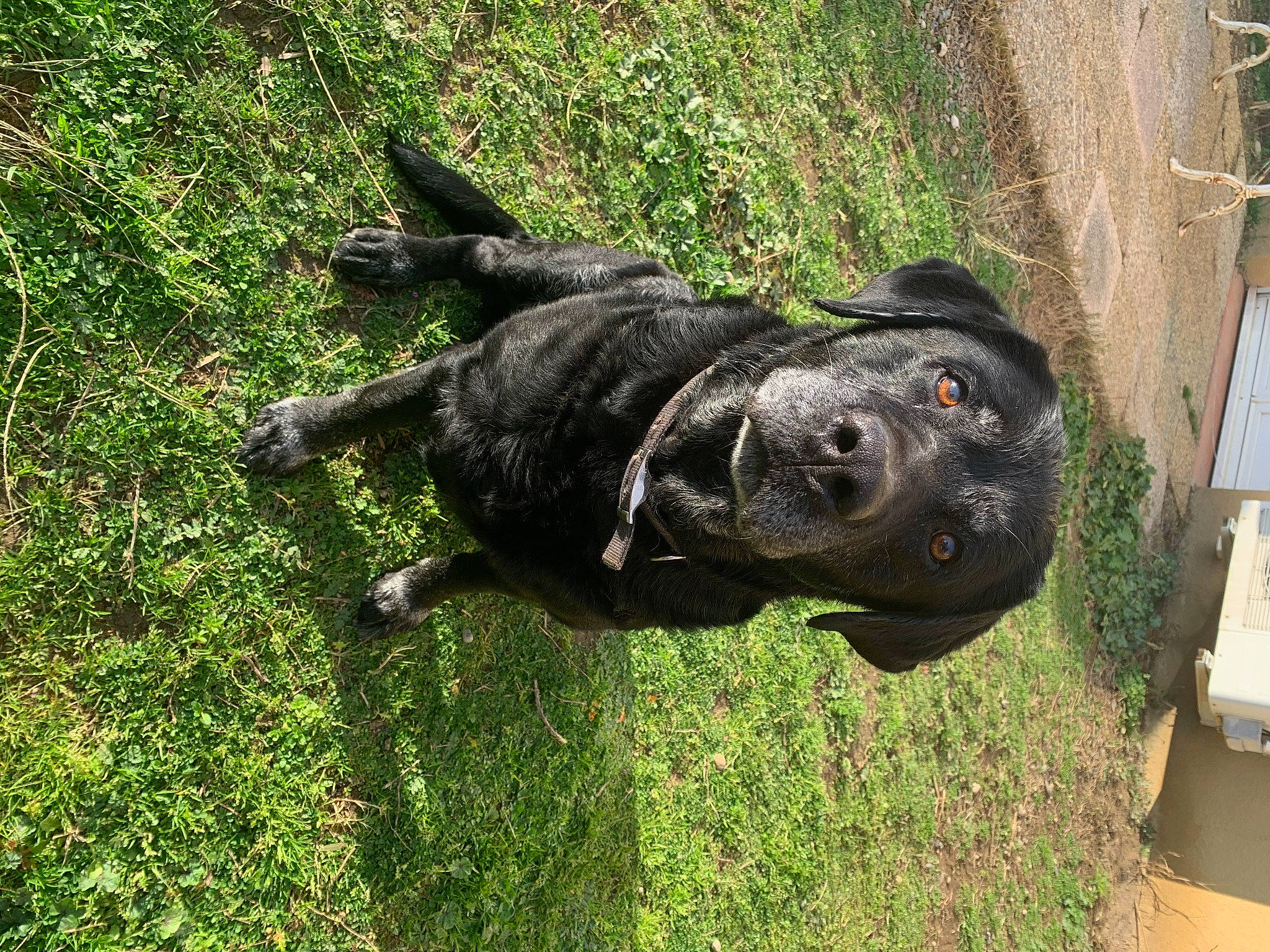 Tao a rejoint le concours — aidez-le/la à gagner de superbes lots ! art, canidae, carnivore, companion_dog, dog, dog_breed, fawn, grass, groundcover, guard_dog, lawn_ornament, plant, reptile, sculpture, snout, sporting_group, statue, tail, terrestrial_animal, working_animal