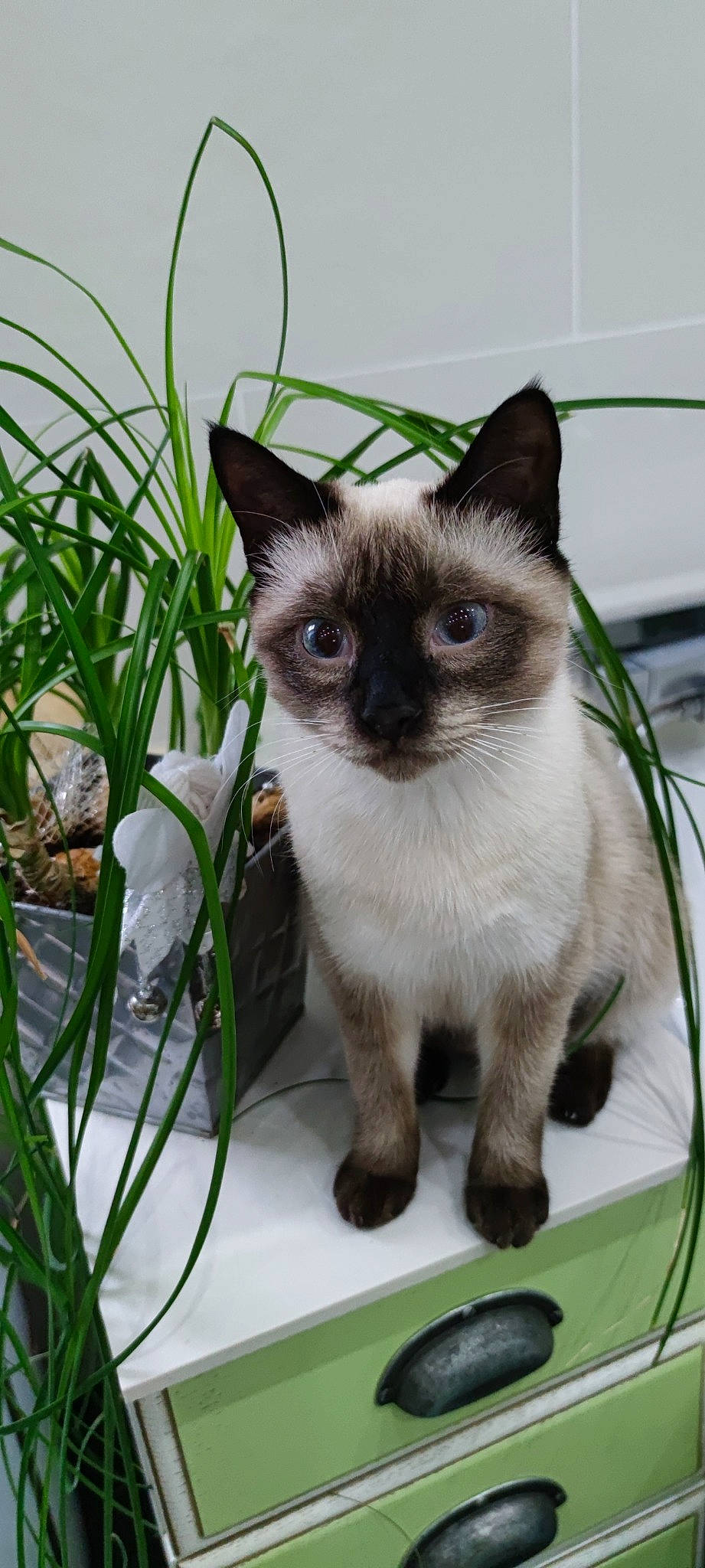 Timy a rejoint le concours — aidez-le/la à gagner de superbes lots ! carnivore, cat, domestic_short_haired_cat, felidae, flowerpot, fur, grass, green, houseplant, plant, siamese, small_to_medium_sized_cats, terrestrial_plant, thai, vertebrate, whiskers