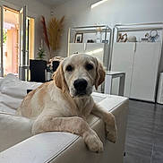 Aston a rejoint le concours — aidez-le/la à gagner de superbes lots ! animal, canine, chair, decor, dog, door, floor, furniture, golden_retriever, home, indoor, living_room, modern_interior, pet, plant, puppy, relaxed, table, white_couch, window