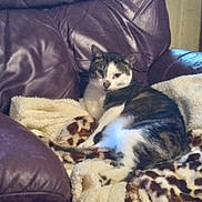 Miles is registered to the contest to win money with this photo: cat, feline, pet, animal, blanket, leather_chair, indoor, resting, fur, white, brown, black, striped, cozy, relaxed, comfortable, home, cute, sitting, looking