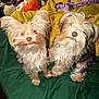 two_dogs, small_dog, scruffy_dog, long_haired, white_and_tan, sitting, close_up, portrait, pet, indoor, cozy, blanket, yellow_blanket, green_bedspread, stuffed_toys, plush, paws, nose, whiskers, looking_up