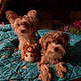 Toto And Casper is registered to the contest to win money with this photo: dog, dogs, small_breed, stuffed_toy, plush, quilt, hello_kitty_pattern, teal_blanket, bed, indoor, cozy, fur, paws, ears, portrait, pet, canine, looking_at_camera, low_light, bedroom