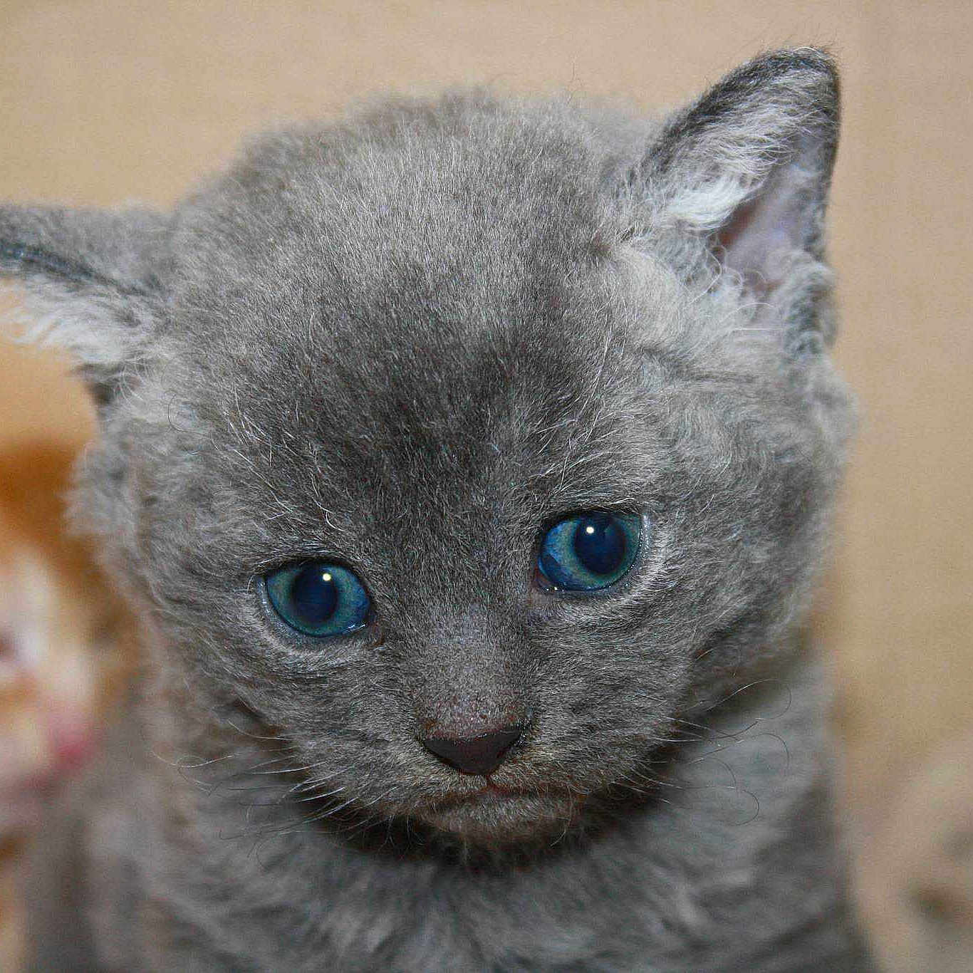 Oscar