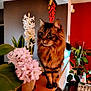 cat, tabby_cat, flowers, pink_flowers, white_flowers, plants, green_leaves, indoor, wooden_ledge, furniture, decor, cozy, pet, animal, domestic_cat, portrait, cute, curious, feline, houseplant
