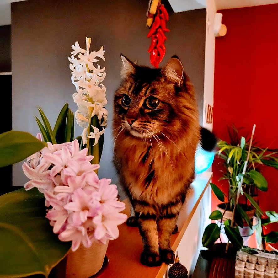 Ganja participe au concours pour gagner de l'argent avec cette photo : animal, cat, cozy, curious, cute, decor, domestic_cat, feline, flowers, furniture, green_leaves, houseplant, indoor, pet, pink_flowers, plants, portrait, tabby_cat, white_flowers, wooden_ledge
