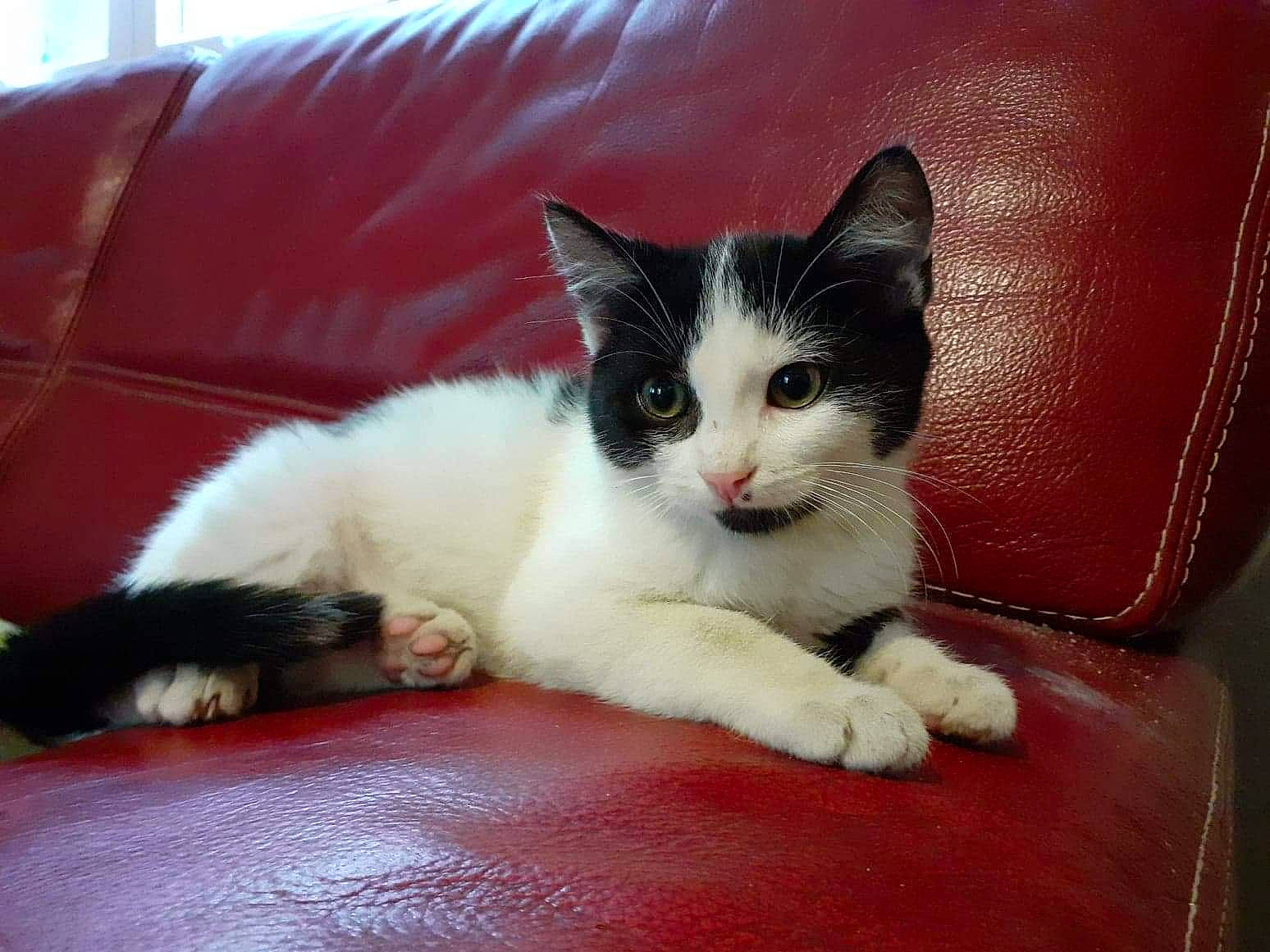 Djoko participe au concours pour gagner de l'argent avec cette photo : aegean_cat, asian, black_and_white, carnivore, cat, domestic_long_haired_cat, domestic_short_haired_cat, eye, felidae, fur, japanese_bobtail, kitten, mammal, ojos_azules, polydactyl_cat, small_to_medium_sized_cats, tail, vertebrate, whiskers