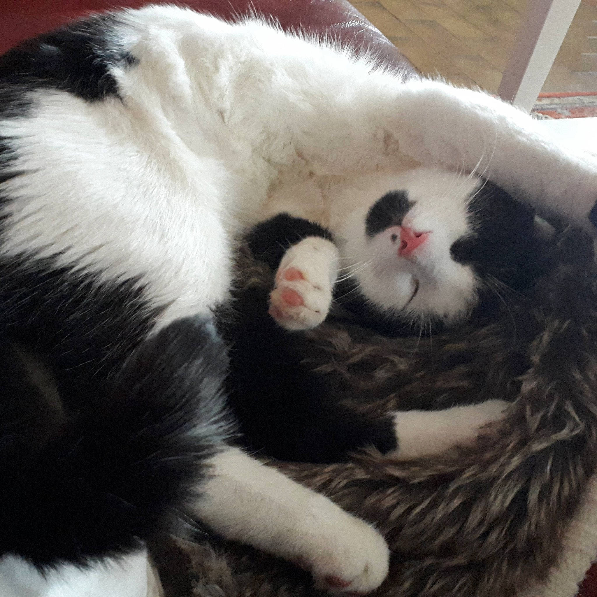 Djoko a rejoint le concours — aidez-le/la à gagner de superbes lots ! black_and_white, carnivore, cat, claw, ear, felidae, fur, kitten, paw, polydactyl_cat, small_to_medium_sized_cats, snout, tail, whiskers