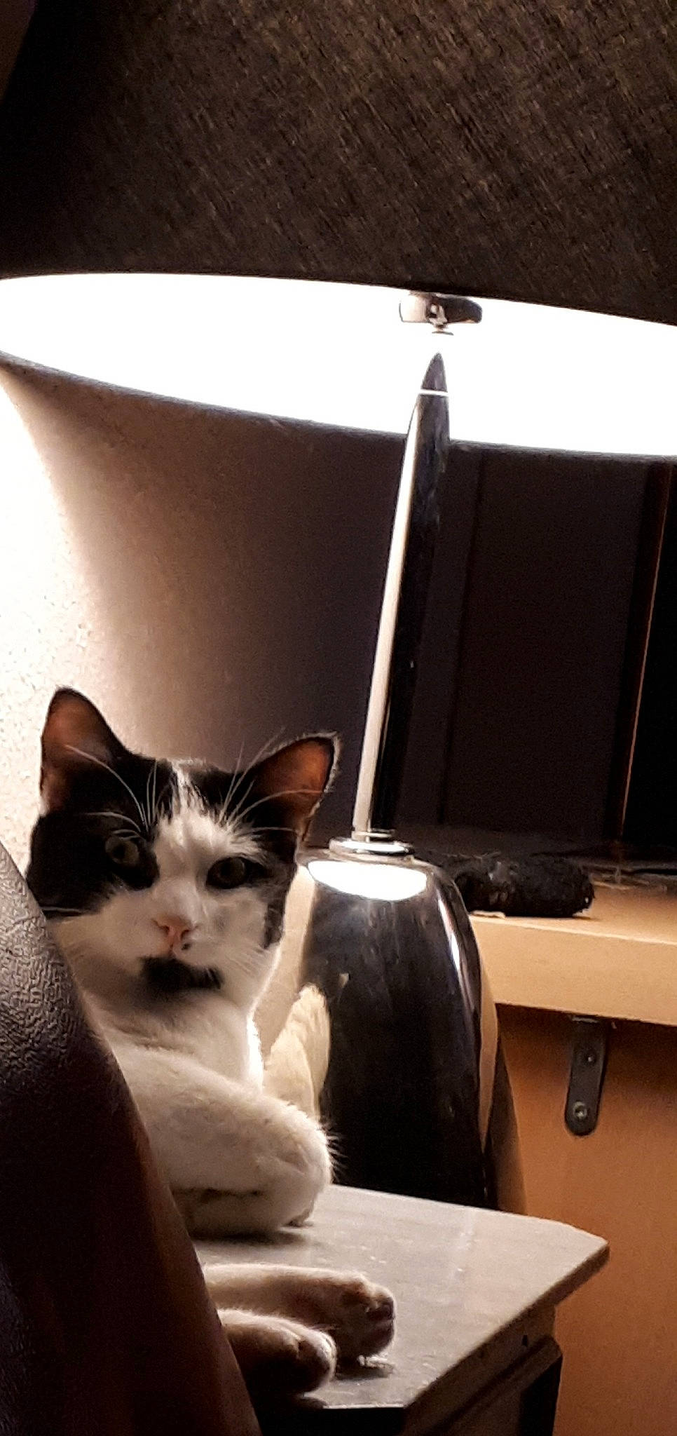 Djoko a rejoint le concours — aidez-le/la à gagner de superbes lots ! box, carnivore, cat, comfort, domestic_short_haired_cat, drinkware, electronic_device, felidae, fur, home_appliance, lamp, lighting, room, shelf, small_to_medium_sized_cats, snout, table, tail, whiskers, window