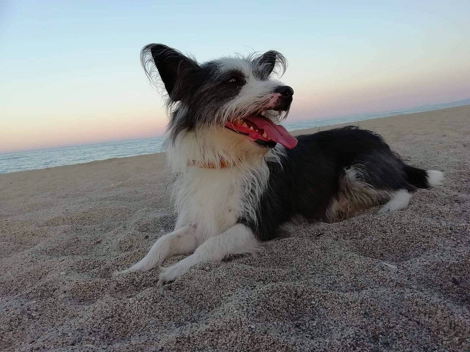 Mario a rejoint le concours — aidez-le/la à gagner de superbes lots ! australian_shepherd, beach, border_collie, canidae, carnivore, companion_dog, dog, dog_breed, herding_dog, mammal, mountain, sky, vertebrate, working_dog