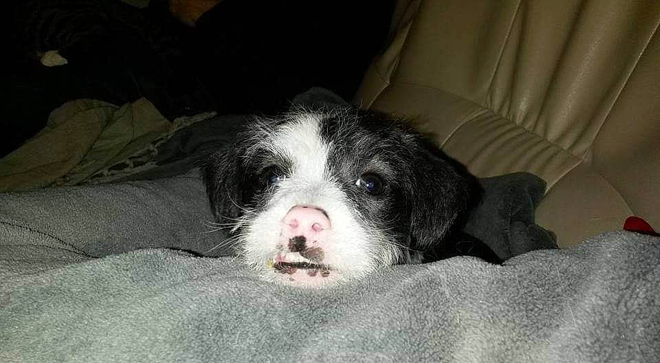 Mario a rejoint le concours — aidez-le/la à gagner de superbes lots ! bernese_mountain_dog, border_collie, canidae, carnivore, dog, dog_breed, landseer, mammal, puppy, sporting_group, vertebrate