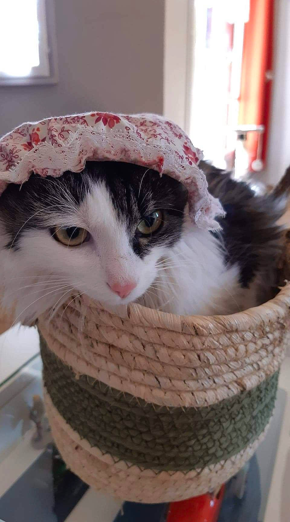 Kity participe au concours pour gagner de l'argent avec cette photo : bag, basket, box, carnivore, cat, cat_supply, comfort, domestic_short_haired_cat, fashion_accessory, felidae, fur, hat, mammal, pet_supply, small_to_medium_sized_cats, storage_basket, tail, whiskers, wicker, window