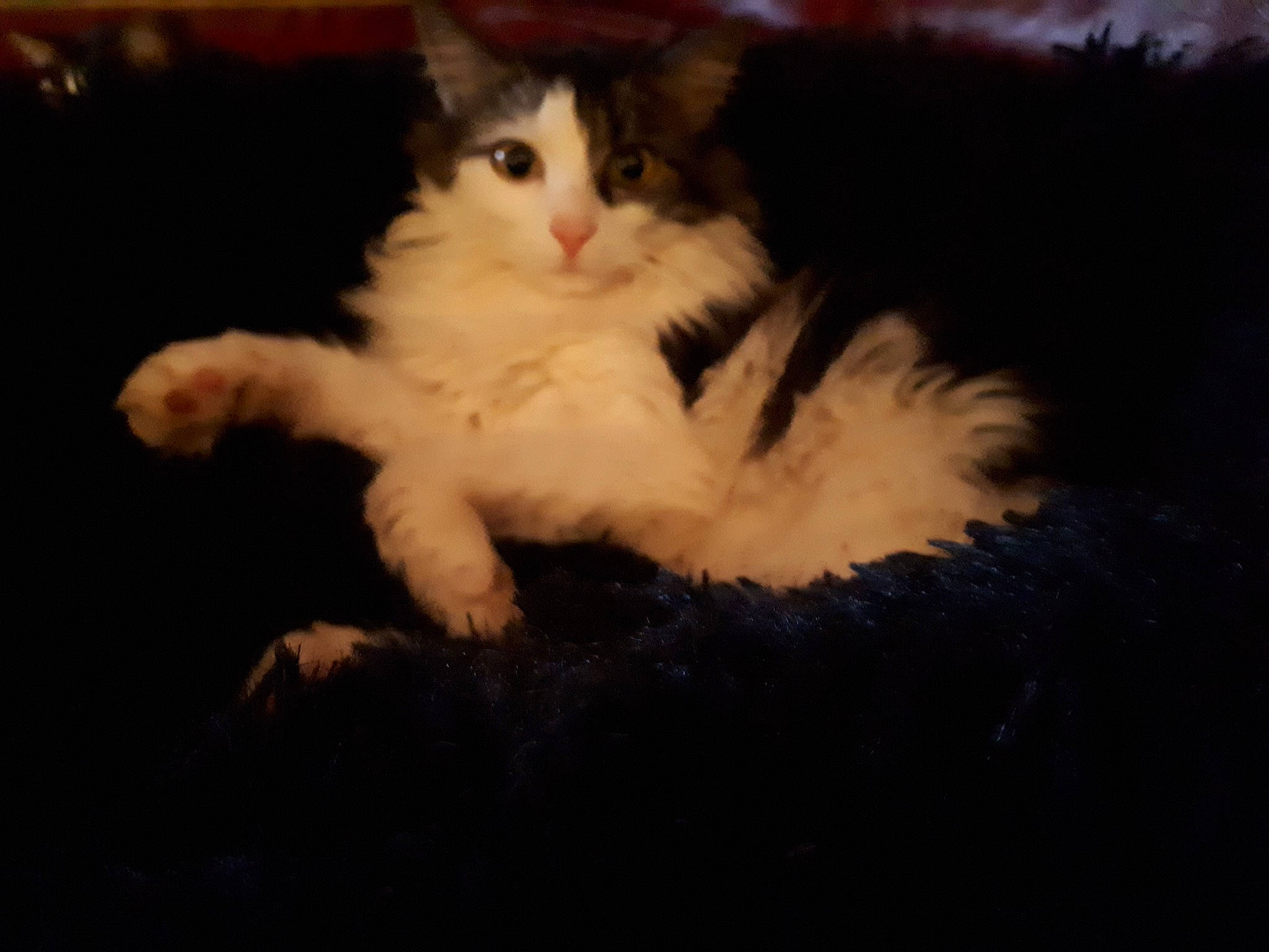 Kity participe au concours pour gagner de l'argent avec cette photo : bed, carnivore, cat, claw, comfort, darkness, domestic_short_haired_cat, fawn, felidae, flooring, fur, paw, plant, sitting, small_to_medium_sized_cats, tail, terrestrial_animal, whiskers