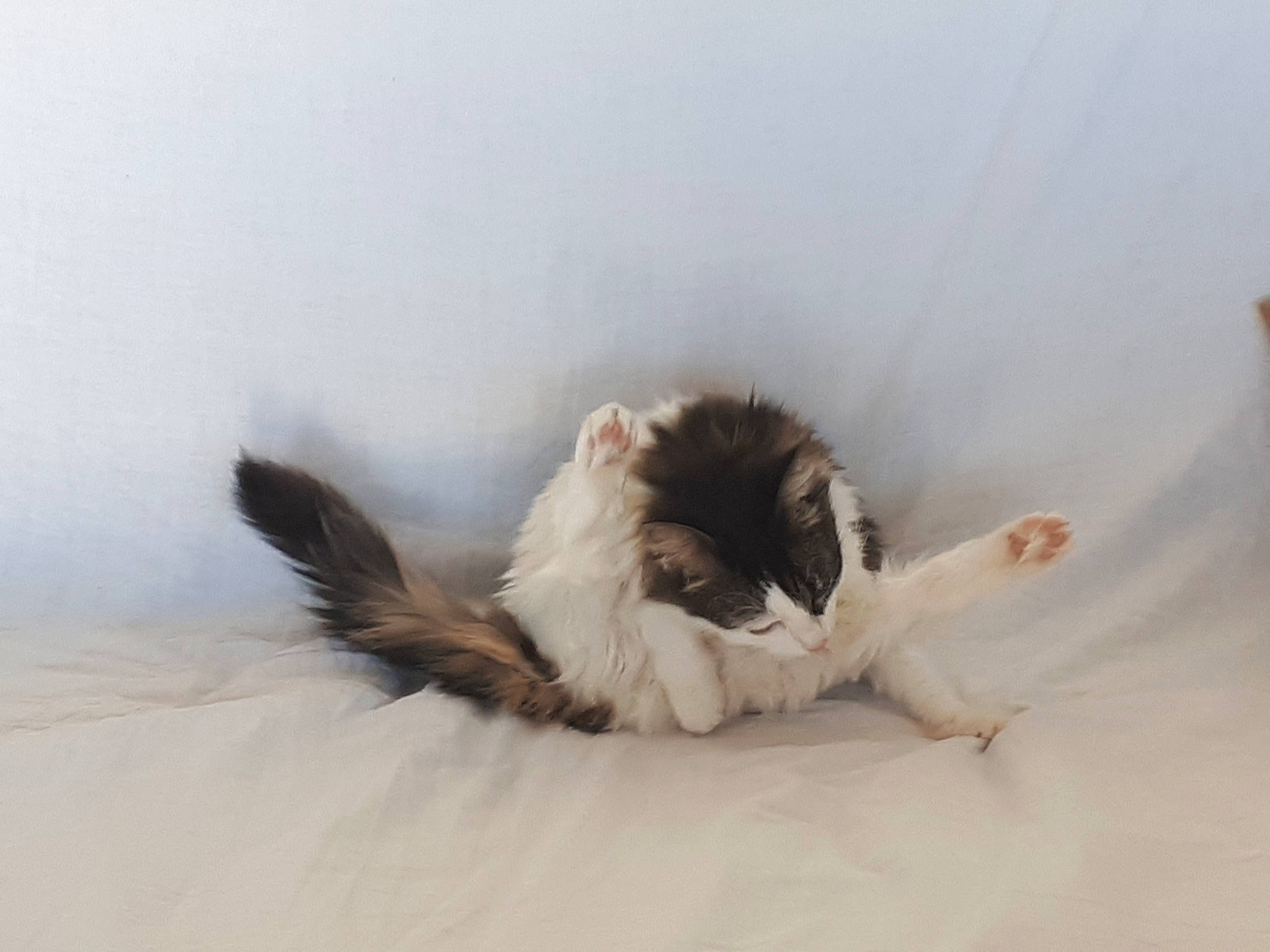 Kity participe au concours pour gagner de l'argent avec cette photo : canidae, carnivore, cat_bed, comfort, companion_dog, dog, dog_breed, fawn, feather, felidae, fur, linens, nap, paw, small_to_medium_sized_cats, snout, sporting_group, tail, whiskers, wing