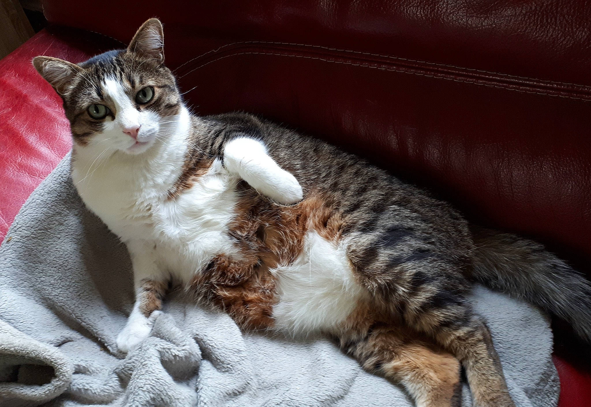 Jumbo participe au concours pour gagner de l'argent avec cette photo : carnivore, cat, claw, comfort, couch, domestic_short_haired_cat, felidae, fur, lap, nap, paw, sitting, small_to_medium_sized_cats, snout, tail, tree, whiskers