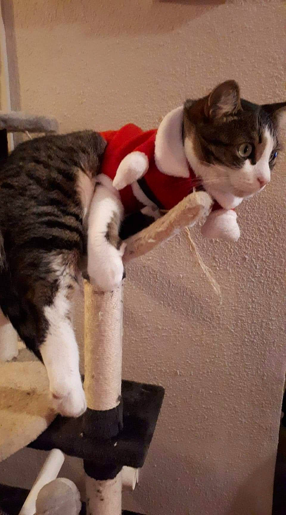 Jumbo a rejoint le concours — aidez-le/la à gagner de superbes lots ! aegean_cat, american_wirehair, carnivore, cat, domestic_short_haired_cat, european_shorthair, felidae, fur, polydactyl_cat, small_to_medium_sized_cats, tail, whiskers