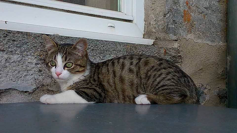 Jumbo participe au concours pour gagner de l'argent avec cette photo : aegean_cat, american_wirehair, arabian_mau, asian, bengal, california_spangled, carnivore, cat, domestic_short_haired_cat, dragon_li, european_shorthair, felidae, kitten, mammal, ocicat, small_to_medium_sized_cats, tabby_cat, vertebrate, whiskers, wild_cat