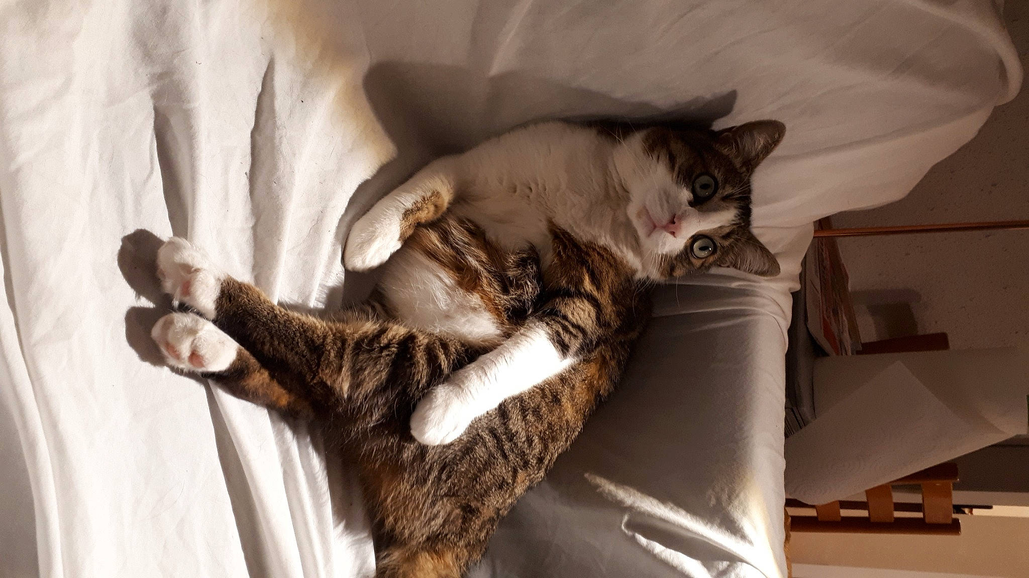 Jumbo participe au concours pour gagner de l'argent avec cette photo : carnivore, cat, comfort, companion_dog, couch, domestic_short_haired_cat, fawn, felidae, fur, gesture, grey, human_leg, linens, paw, room, small_to_medium_sized_cats, tail, textile, whiskers, wood