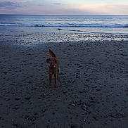 Joey is registered to the contest to win money with this photo: dog, beach, sand, rocks, water, ocean, waves, sky, clouds, sunset, outdoor, animal, pet, canine, landscape, nature, seashore, coast, daytime, playful