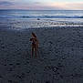 dog, beach, sand, rocks, water, ocean, waves, sky, clouds, sunset, outdoor, animal, pet, canine, landscape, nature, seashore, coast, daytime, playful