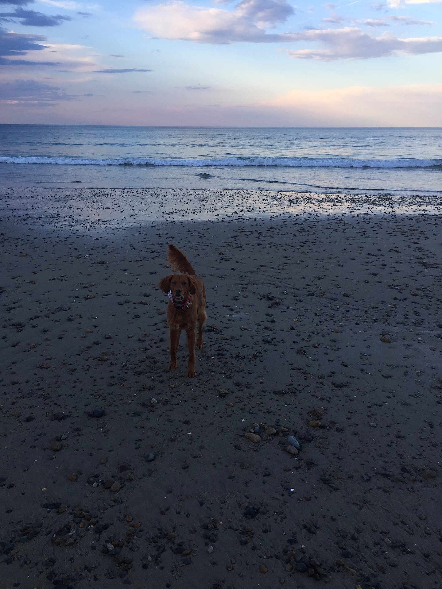 Joey is registered to the contest to win money with this photo: dog, beach, sand, rocks, water, ocean, waves, sky, clouds, sunset, outdoor, animal, pet, canine, landscape, nature, seashore, coast, daytime, playful