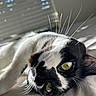 Kit Kat is registered to the contest to win money with this photo: animal, black_and_white, blinds, cat, close_up, cozy, cute, face, feline, fur, green_eyes, indoor, lying_down, pet, portrait, relaxed, resting, sleepy, sunlight, whiskers