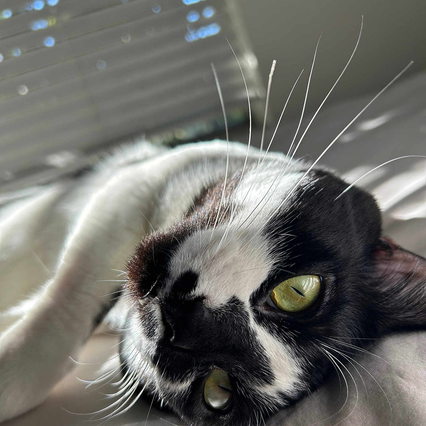Kit Kat